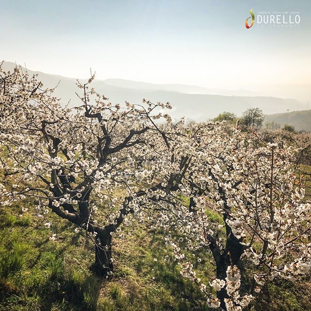 After the days of #Vinitaly2019, nothing is more regenerating than a beautiful walk through our hills where biodiversity is a rule! Now it is a time of cherry blossoms, the same scents that everyone will found in our wines 🌸🍾🤩
.
.
.
#DurelloWine #les… bit.ly/2GnLJK0