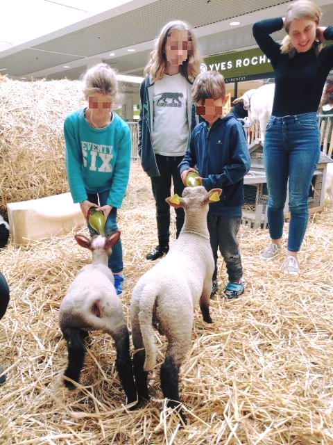 OCMeve's tweet photo. Retour en photos sur cette semaine passée sur le thème de la Ferme qui a eu lieu dans la galerie marchande de votre centre commercial Cotentin de La Glacerie. 🐰🐷🐮🐔🐖🐏🐐🐇 https://t.co/WiAHCIfUhl