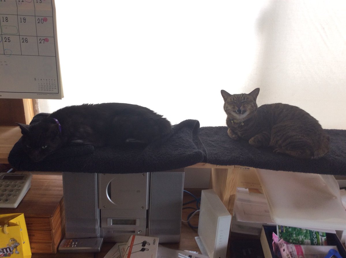 Ange_Mit711's tweet photo. 窓辺でマッタリな ジジさんととら嬢
#一日一猫 #ネコ画像 #ねこ #iPhne https://t.co/RW63UhgiWS