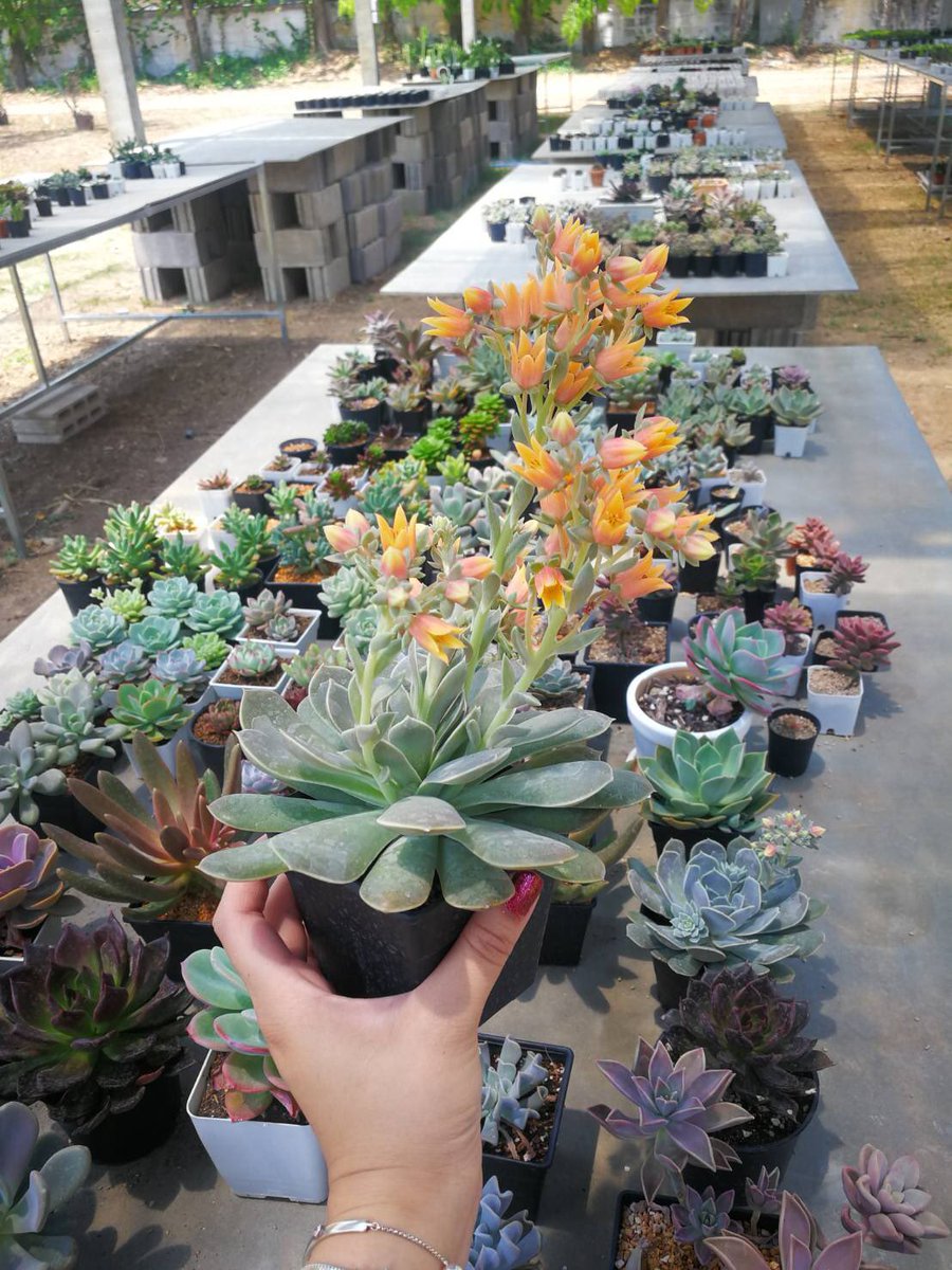 MilkkyMolly's tweet photo. #succulents https://t.co/EEnkI5FBAJ