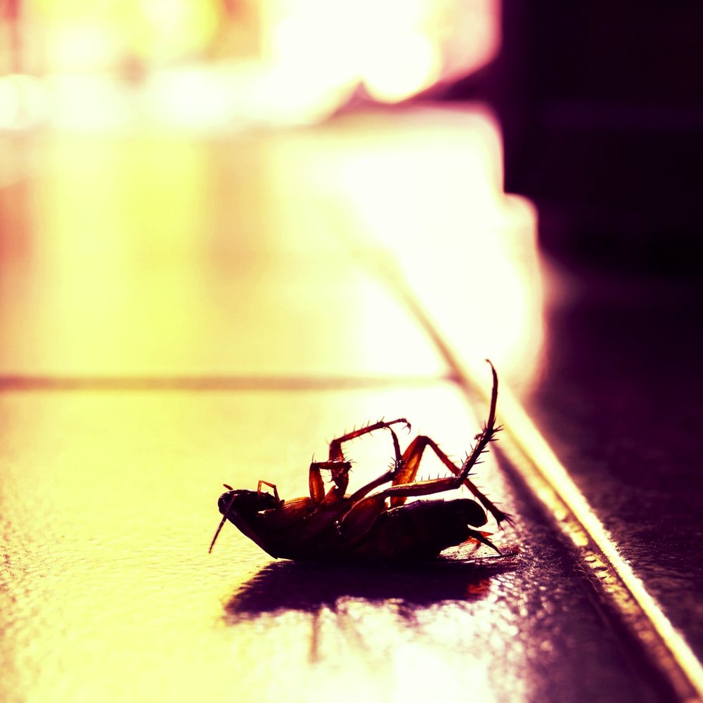 sofhtb78's tweet photo. ⭐️DUE TO POPULAR DEMAND⭐️
SOFHT #Pest Control #Conference & #Exhibition - 5 Sept - Manchester 🐁
Supported by the @TheNPTA
With presentations from @FeraScience @Killgerm @CRRU @RokillPests Conquer Environmental & Acheta
https://t.co/n57x2jpINX
#SOFHTPestControl19 #foodindustry https://t.co/kvAGDCBFuL