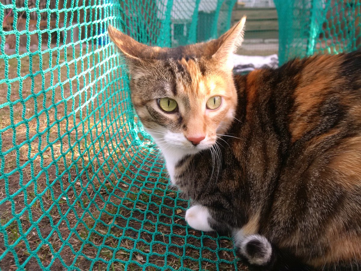robantheanimals's tweet photo. Our #cat Molly enjoyed her first day outside for 2019 in her #kittywalk. We believe in keeping cats and #birds safe https://t.co/oG2Nvc3sd1