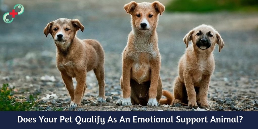 Petsupportdoct1's tweet photo. Does Your Pet Qualify As An Emotional Support Animal?
Pet Support Doctor will help you understanding the facts and laws to determine whether or not your pet can be considered as an ESA.
#animal #doctor #pets #vetschool  #dogs  https://t.co/duMhcA7m4w https://t.co/z8qvvxefzZ