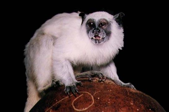 シロタマリン (Saguinus melanoleucus)