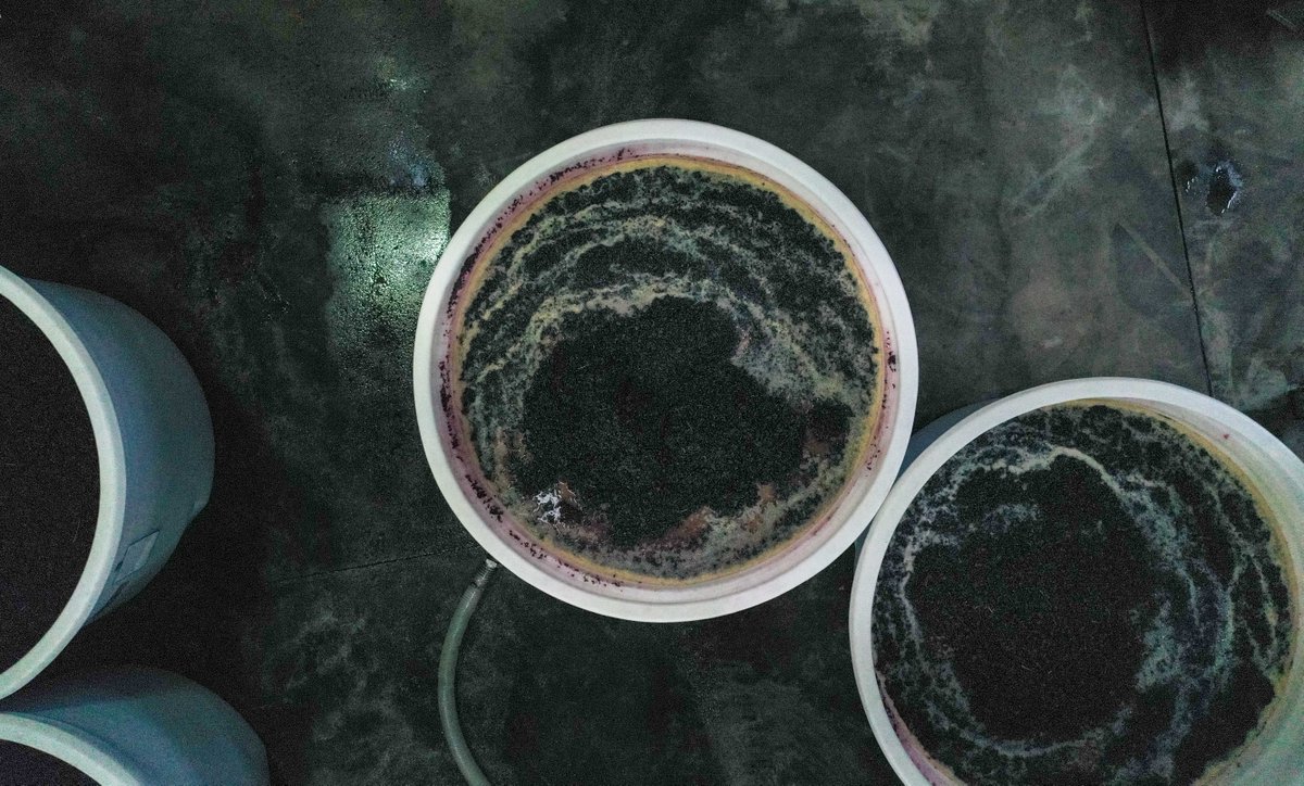 Whilst the grape picking has finished, the work in the winery continues. Our open fermenters are full of the last of the #cabernet grapes. #V19 is nearly done!