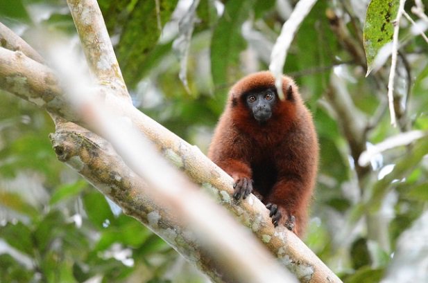 おサル 厳選 画像bot トッピンズ ティティモンキー Callicebus Toppini T Co 8wmvb78kuq おサル 厳選 画像bot トッピンズ ティティモンキー Callicebus Toppini T Co 8wmvb78kuq