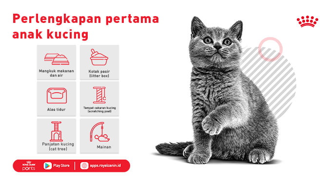 RoyalCanin_ID's tweet photo. Sudah tahu belum apa saja yang harus kamu punya sebelum mengadopsi kucing di rumah? Pastikan kamu sudah persiapkan peralatan dasar untuknya terlebih dulu, ya. Adopsi kucing dari breeder rekanan Royal Canin di https://t.co/heBhtyyQGJ #Catpedia https://t.co/JgqFOUYCGY