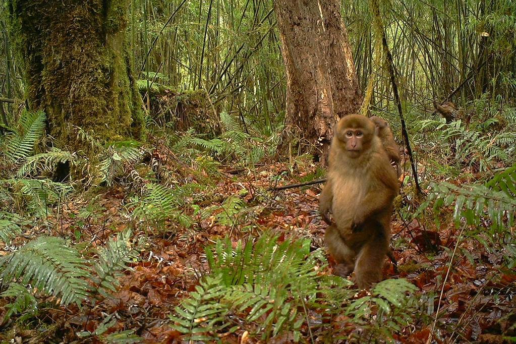 ホオジロマカク (Macaca leucogenys)