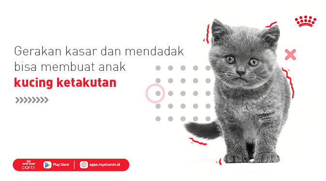 RoyalCanin_ID's tweet photo. Masih bingung bagaimana cara yang baik memegang anak kucing? Cara paling baik menggendong anak kucing adalah dengan menggunakan satu tangan terbuka lebar di bawah perut atau dada anak kucing dan tangan lain menyangga bagian pangkal ekornya. #Catpedia https://t.co/Cz5S03CUMV