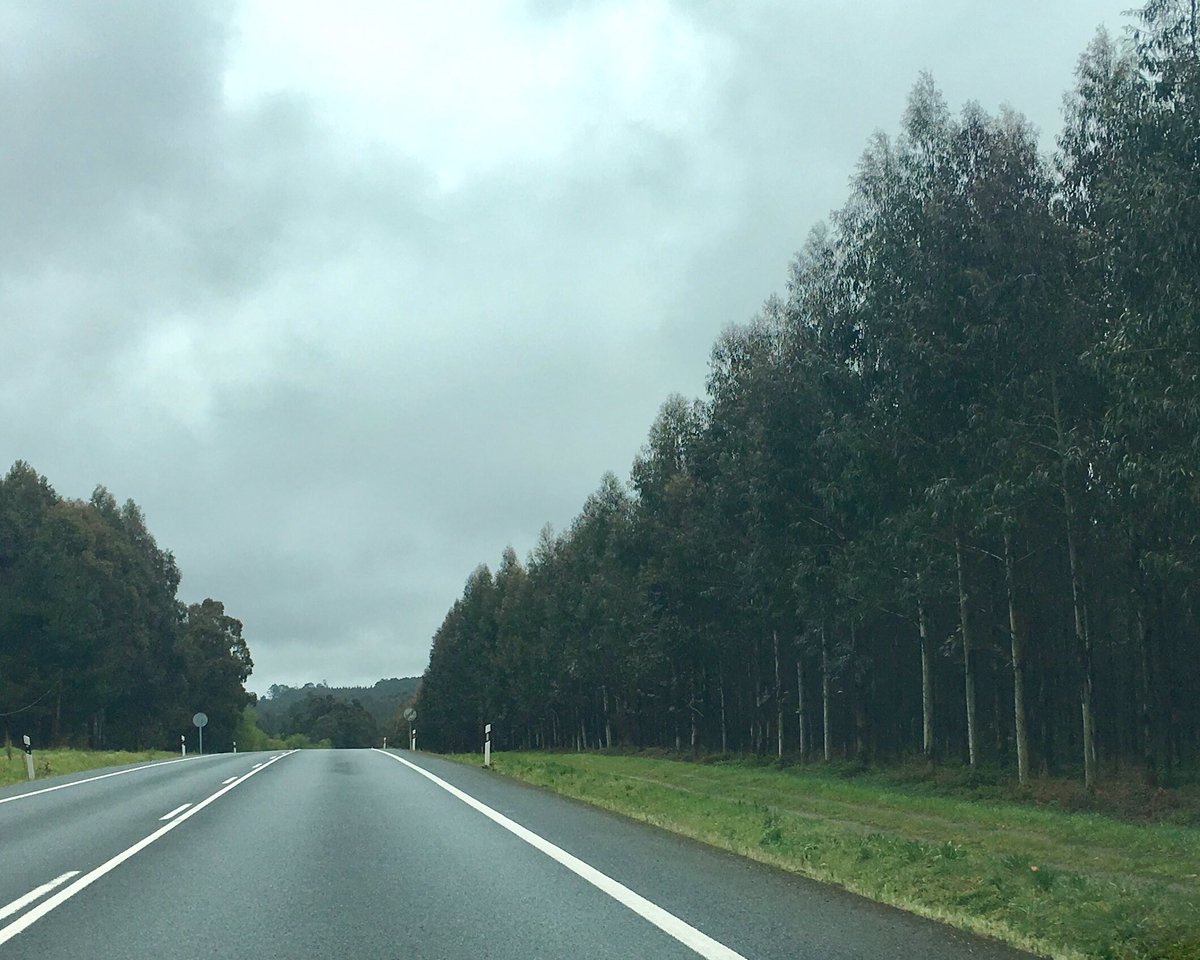 MaltratoPaisaxe's tweet photo. Aplicación correcta da #LeideMontes na estrada de Curtis Teixeiro: os #eucaliptos teñen que gardar a distancia para evitar incendios, namentres as autóctonas poden estar nas beiras da estrada @Artritris https://t.co/9NT5G8naM2