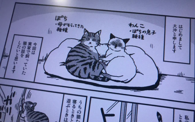 4／16発売、秋水社「ねことも」2019年6月号の猫リレー漫画に実家の猫の話を2ページ描かせていただきました。よろしくね 