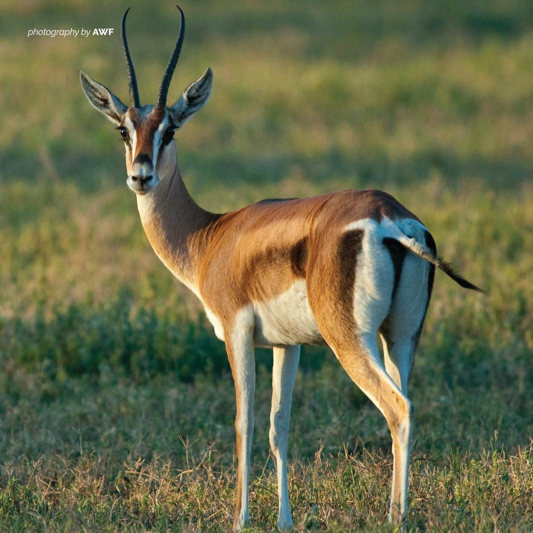 Awf Can You Distinguish Between The Grant S Gazelle And The Thomson S Gazelle T Co 9emv4j3jym T Co Nzhpj2eymo Twitter