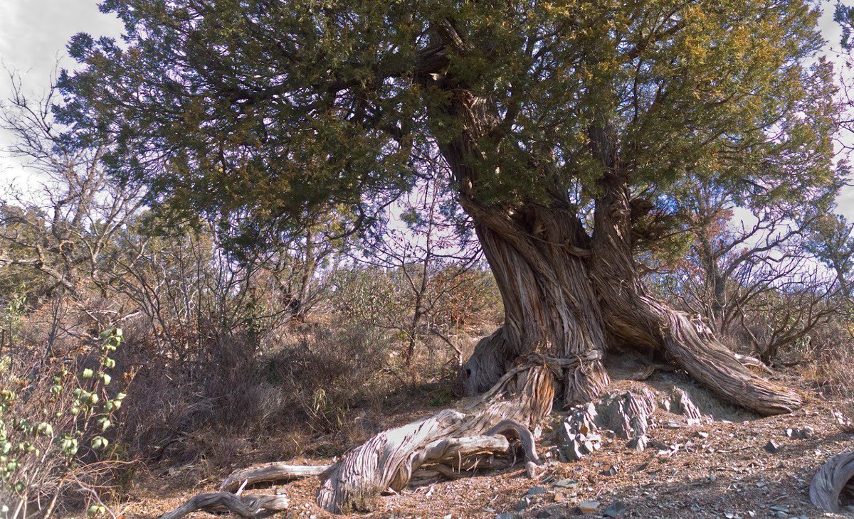 GobAragon's tweet photo. 🌳El @GobAragon incorpora al Catálogo de Árboles y Arboledas Singulares al Sabimbre de #Cerveruela, un sauce trasmocho de notables dimensiones; y el Sabinar de #Olalla, uno de los bosques mejor conservados para esta especie
Más info ➡️ https://t.co/TznumzWqGe y en @BOAdeldia https://t.co/up1miNPc4e