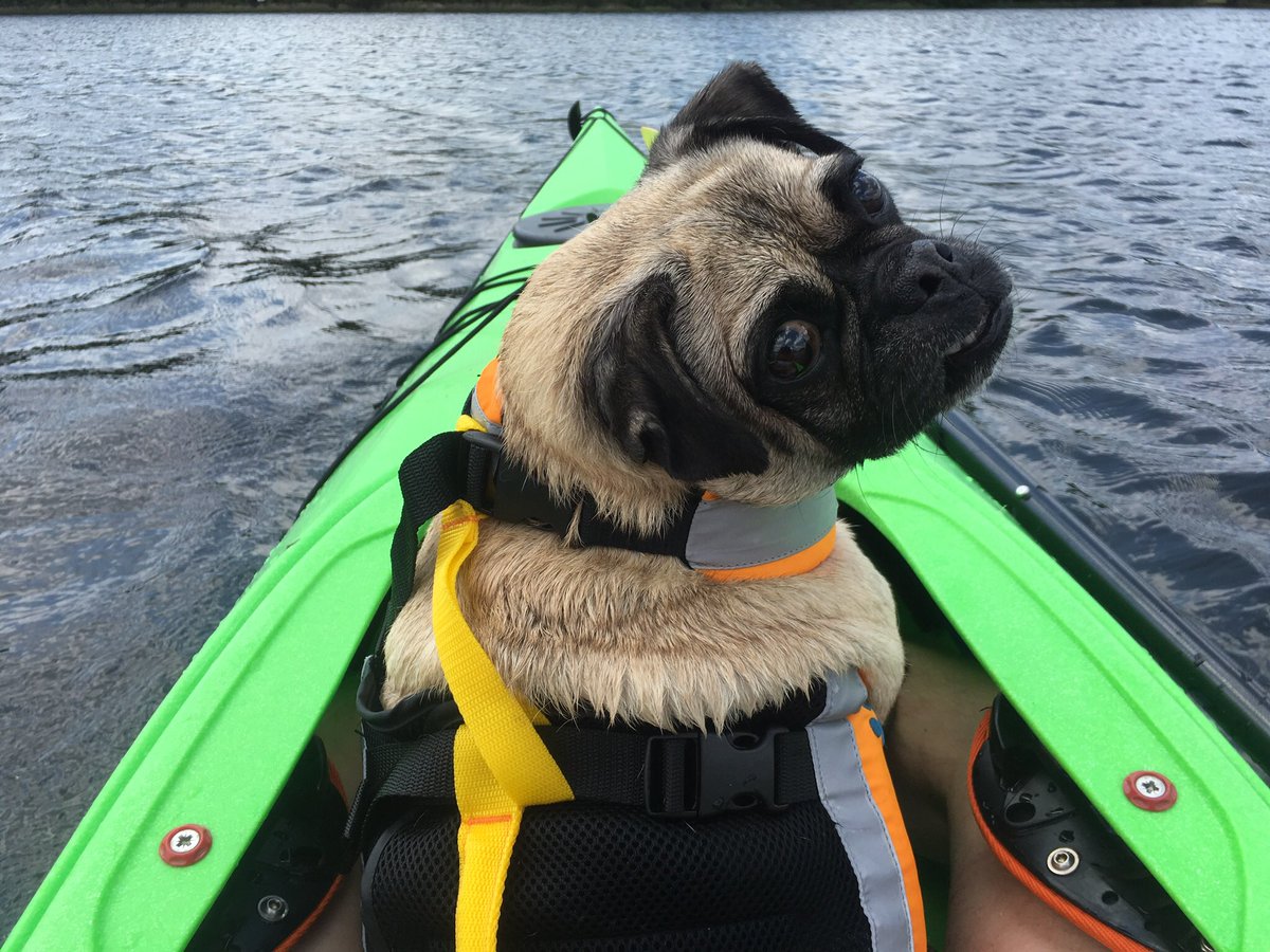 JRMoockjr's tweet photo. @mingerschlag @stochasticnoise The S. S. #Pugboat is here to help! Cap’n Milo says “Full speeed ahead for food!” https://t.co/llsdj9Jyuc