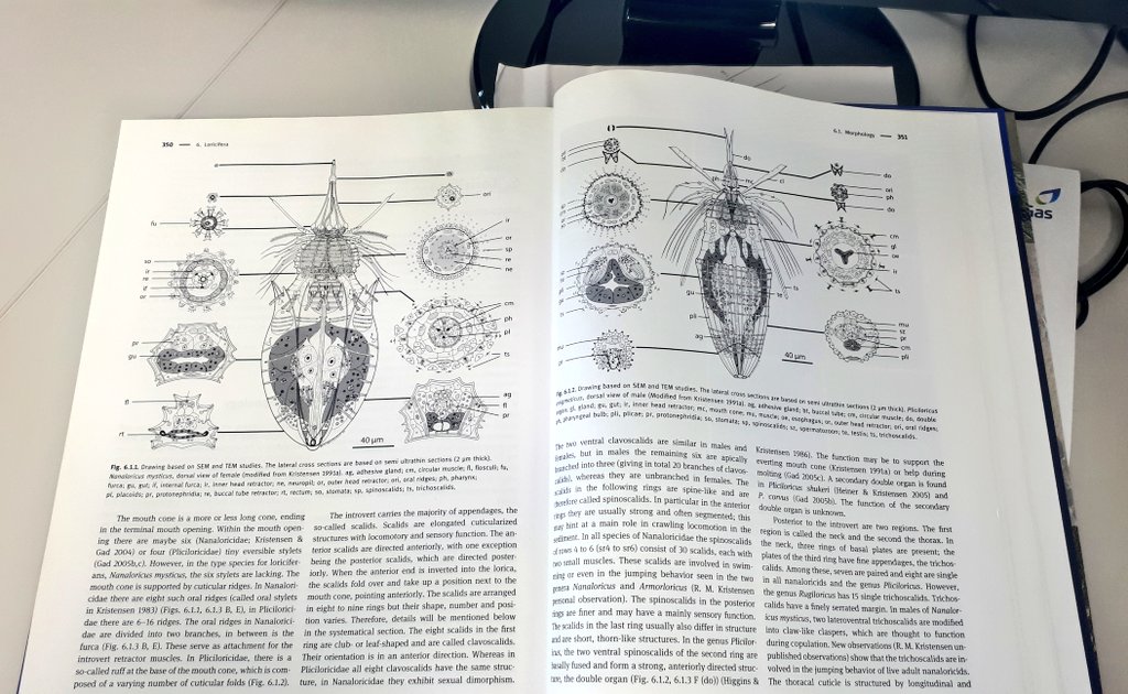 I am such a big fan of this  double page spread.

Morphology of Nanaloricidae and Pliciloricidae in Schmidt-Rhaesa 2013 (Handbook of Zoology - Gastrotricha, Cycloneuralia and Gnathifera).

Loriciferans are just excellent.