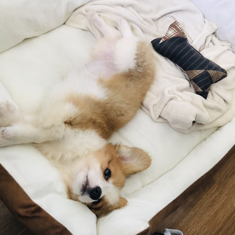 Maria_wang7's tweet photo. my puppy duoduo #puppy 🐶 https://t.co/ZD0MENw8SB