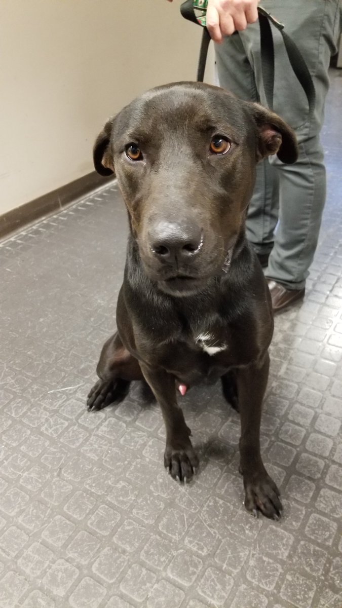 morninglive's tweet image. Meet Jake. This sweet boy is ready for his close-up. That&apos;s coming up at 7:50ish. @LincolnCountyHS #AdoptablePets