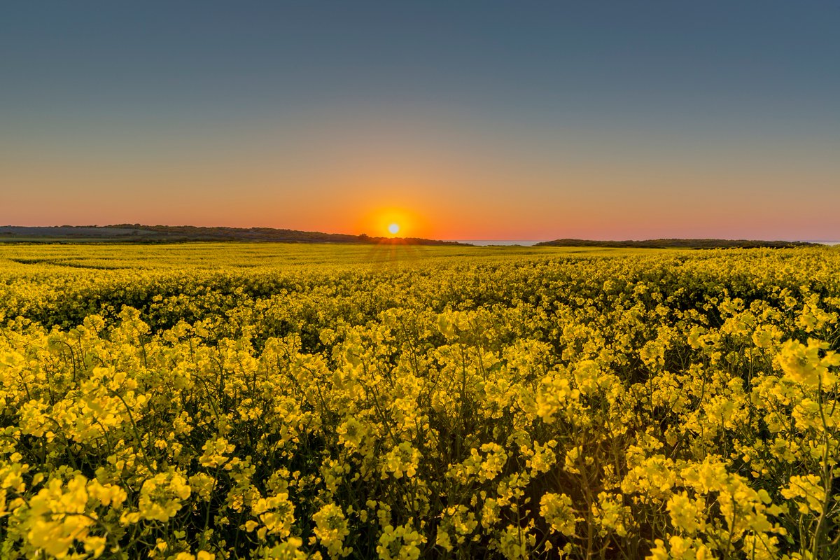 DavidSkillicorn's tweet photo. Sunset over this beautiful rapeseed field in Jurby ❤ #visitisleofman #loveiom #isleofman #iomstory #sunset #landscapephotography @visitisleofman @OurIsland2018 @BiosphereIOM @StormHour https://t.co/GMz83iVRoO