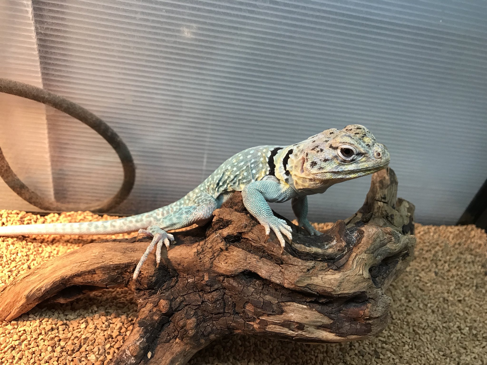 ペポニ みなと店 En Twitter 淡く優しいブルーに はっきりとしたスポットが美しい クビワトカゲ ブルーパンサー 手頃な大きさで活発に動くので飼育して楽しい種類です コロッとした子犬のようなフォルムがめちゃめちゃ可愛いです ﾟ ﾟ クビワトカゲ