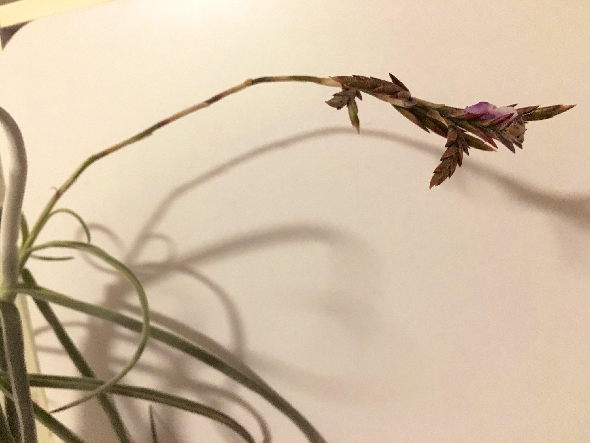 東京エアープランツ Tokyo Airplants Twitter