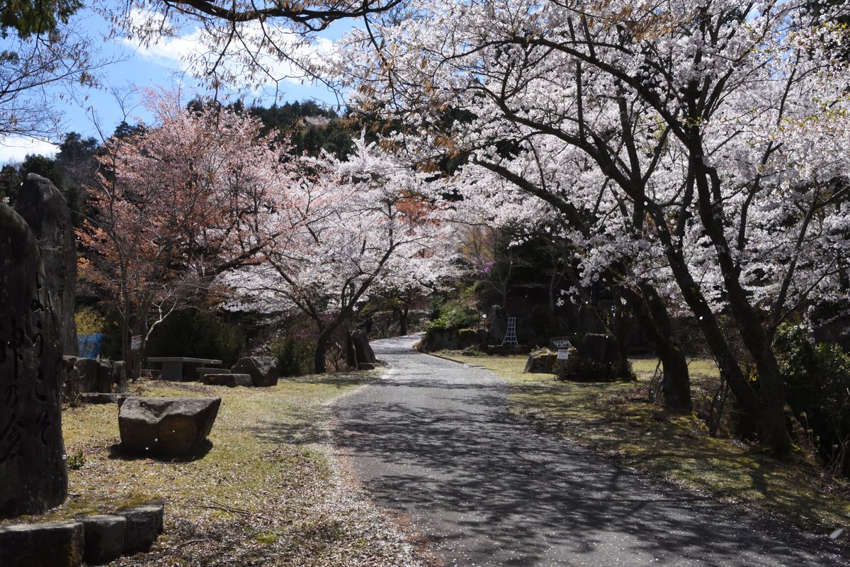 kuni_mizomizo's tweet photo. 安芸高田市の桜もまもなく見納めですね~。桜の花言葉は、「精神美」「優美な女性」「純潔」だそうです。潔く散るところや、可愛らしい花をたとえてるのかな~?
#花言葉
#ぶらりとフォト散歩
#PhotoWalker
#LocalJapanPhoto
#LocalJapanSpot
#localjapanlife
#instagramjapan
#localjapantrip https://t.co/58siFs8B8P