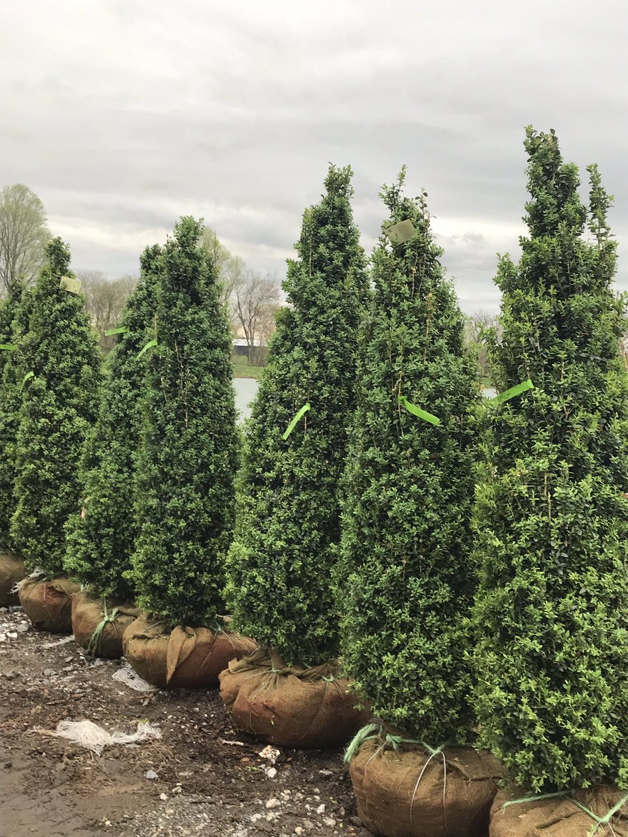 juliafk7's tweet image. Beautiful Dee Runk boxwoods 5.5-6’ #buxus #CSWN #spring