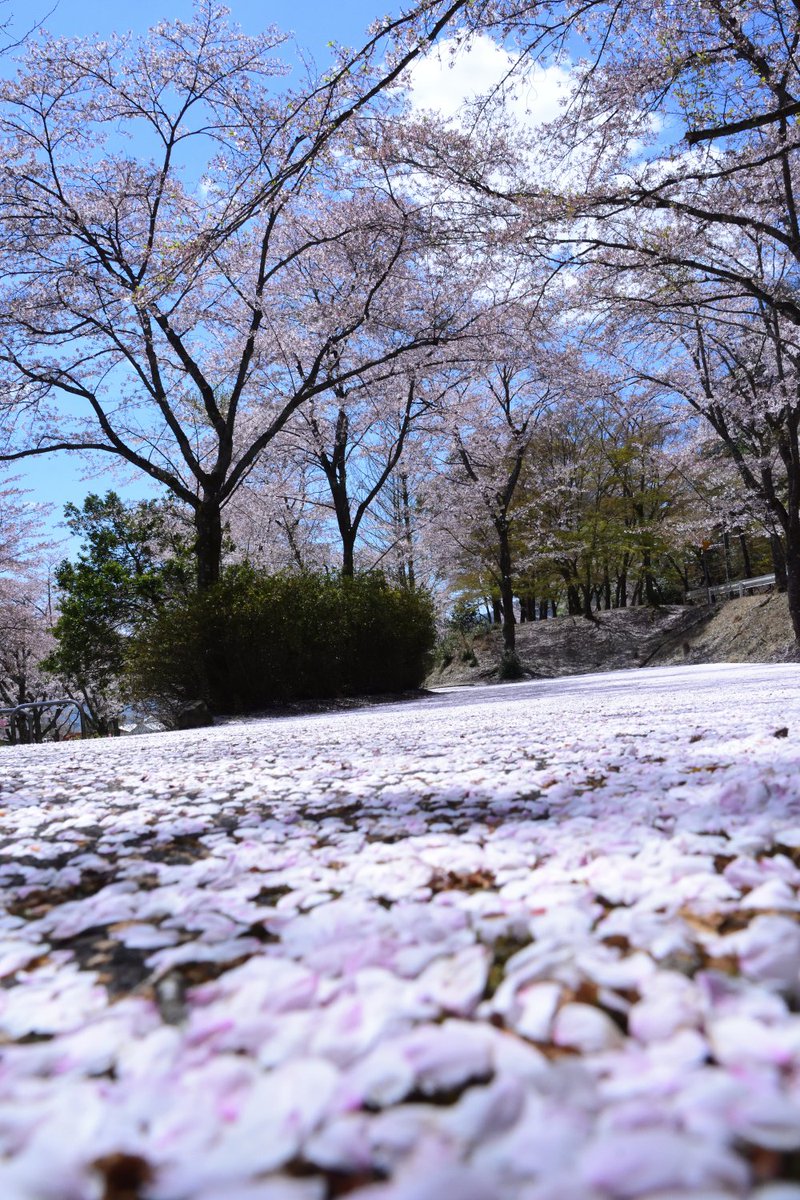 kuni_mizomizo's tweet photo. 安芸高田市の桜もまもなく見納めですね~。桜の花言葉は、「精神美」「優美な女性」「純潔」だそうです。潔く散るところや、可愛らしい花をたとえてるのかな~?
#花言葉
#ぶらりとフォト散歩
#PhotoWalker
#LocalJapanPhoto
#LocalJapanSpot
#localjapanlife
#instagramjapan
#localjapantrip https://t.co/58siFs8B8P