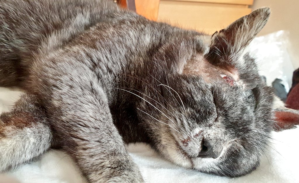 Lollasaurus's tweet photo. This little prince is settling in well. He sleeps on my bed now, but likes to wake me in the night for a fuss 🦝 
Everybody likes adopting kittens, but taking in full grown cats is infinitely more rewarding. 
@annasrescue 
#Cat #CatsOfTwitter #ForeverHome https://t.co/NevEaC0rIs