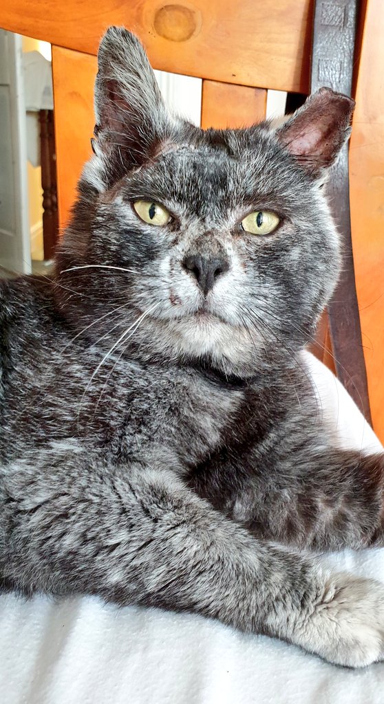 Lollasaurus's tweet photo. This little prince is settling in well. He sleeps on my bed now, but likes to wake me in the night for a fuss 🦝 
Everybody likes adopting kittens, but taking in full grown cats is infinitely more rewarding. 
@annasrescue 
#Cat #CatsOfTwitter #ForeverHome https://t.co/NevEaC0rIs