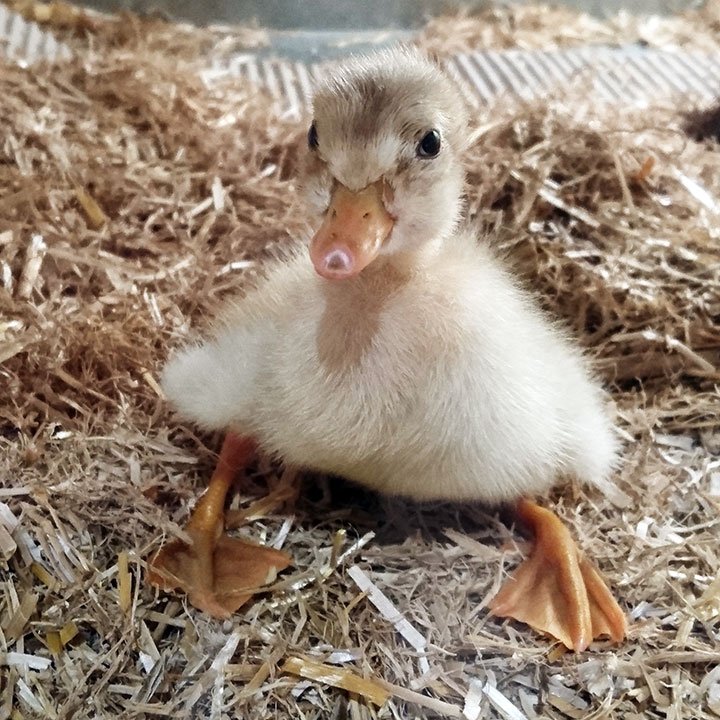 phaeno_WOB's tweet photo. Am Wochenende sind die ersten Küken bei uns im #phaeno geschlüpft. Noch bis zum 22.04. könnt ihr die Küken beim Schlüpfen beobachten. #dastaunstdu 🐣🥰 #Osterferienprogramm https://t.co/fBQTAOMSCZ