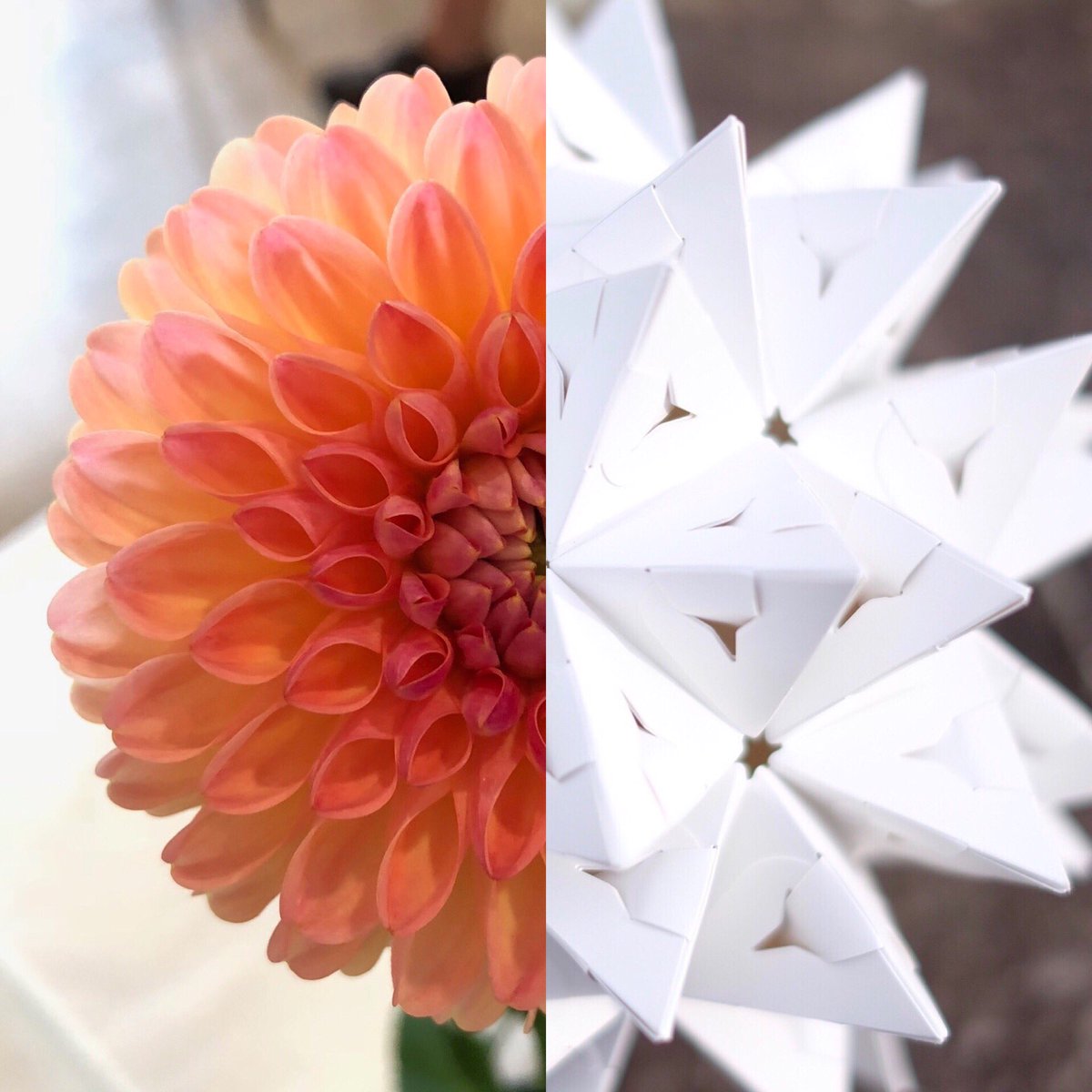 modulumi's tweet photo. 🌤🌸 gm! dahlias inspire modulumi’s designers—visual beauty, interlocking pieces, intricacy &amp; uniformity. what inspires you to create?
⠀⠀⠀⠀⠀⠀⠀⠀⠀
#goodmorning #dahlia #dahlias #dahliaseason #beauty #intricate #uniformity #inspiration #create #whatinspiresyou #modulumi https://t.co/D5ojdTCXzw
