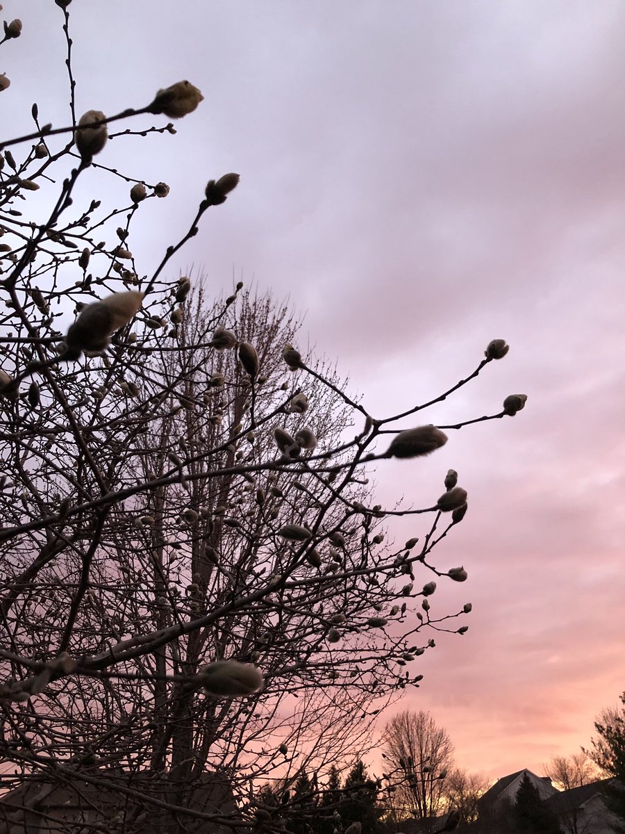 cityofames's tweet photo. Partly cloudy? partly sunny? 100% beautiful sunrise. Whatever the weather, have a great Monday morning in Ames! 😄🌺🐝🌹☀️ #feelslikespring #Mondays #Sunrise #AlwaysAmes #SmartChoice https://t.co/Wk1aCbmQzz