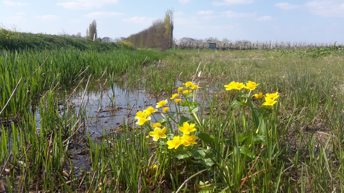 Poldernatuur tweet media