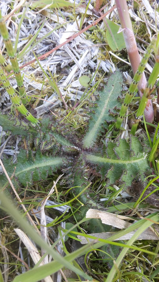 Poldernatuur tweet media
