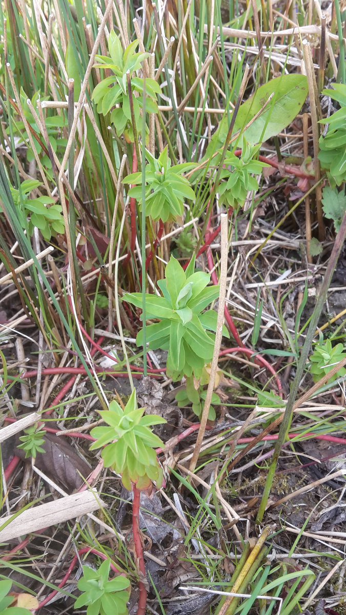 Poldernatuur tweet media