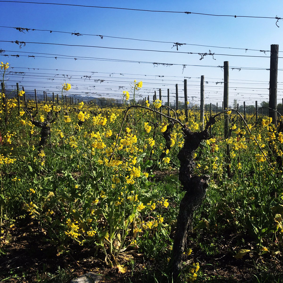 Moutarde vous avez dit ? #Spring like in Alsace ! #drinkalsace #trimbach #flowers #grunspiel #officeview