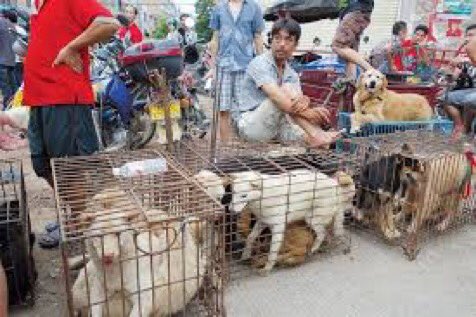 CatUnkn0wn's tweet photo. Desde 1990, el festival de Yulin se practica en el sur de China, unos 10.000 perros fueron sacrificados y degustados por residentes y turistas asiáticos. DEBEMOS ACABAR CON ESTA ABERRACIÓN.

 @RoyalCanin 

#UnKn0wn #StopYuLin4rever 
#China  #WorldDogShow #BoycottWorldDogShow https://t.co/D5yKqbpGus