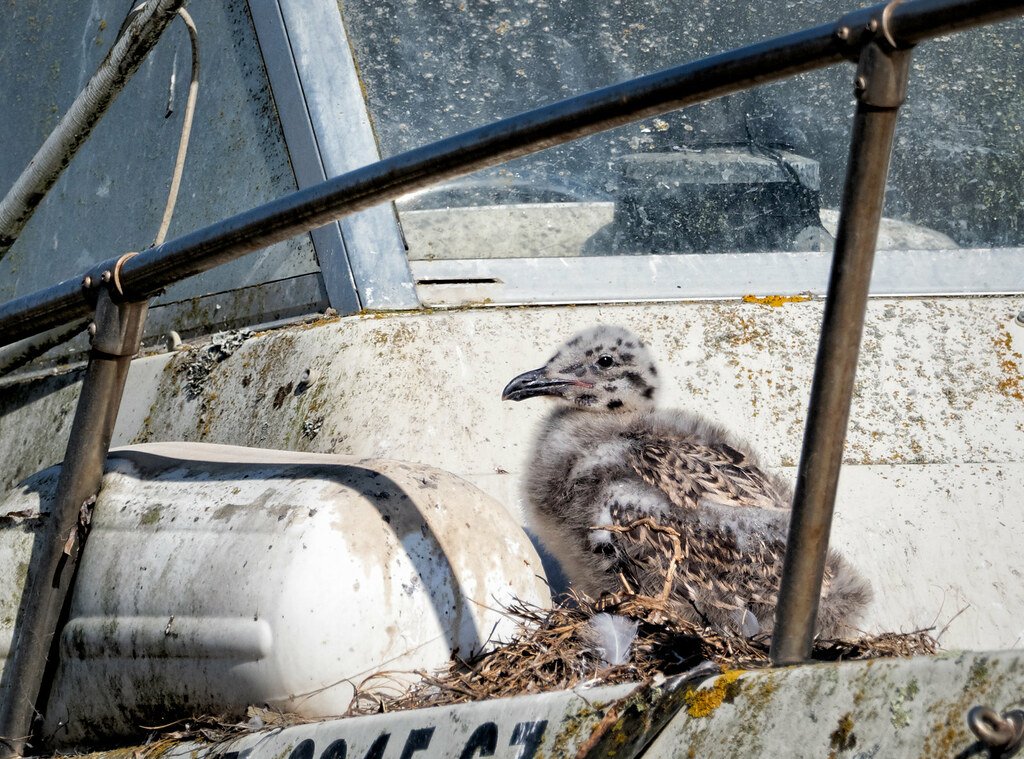 WhirlybirdL's tweet photo. It's nesting time!  Don't want your property to be the nursery?  Learn more @ https://t.co/Kct2GTbO0w https://t.co/3XtsStbABN