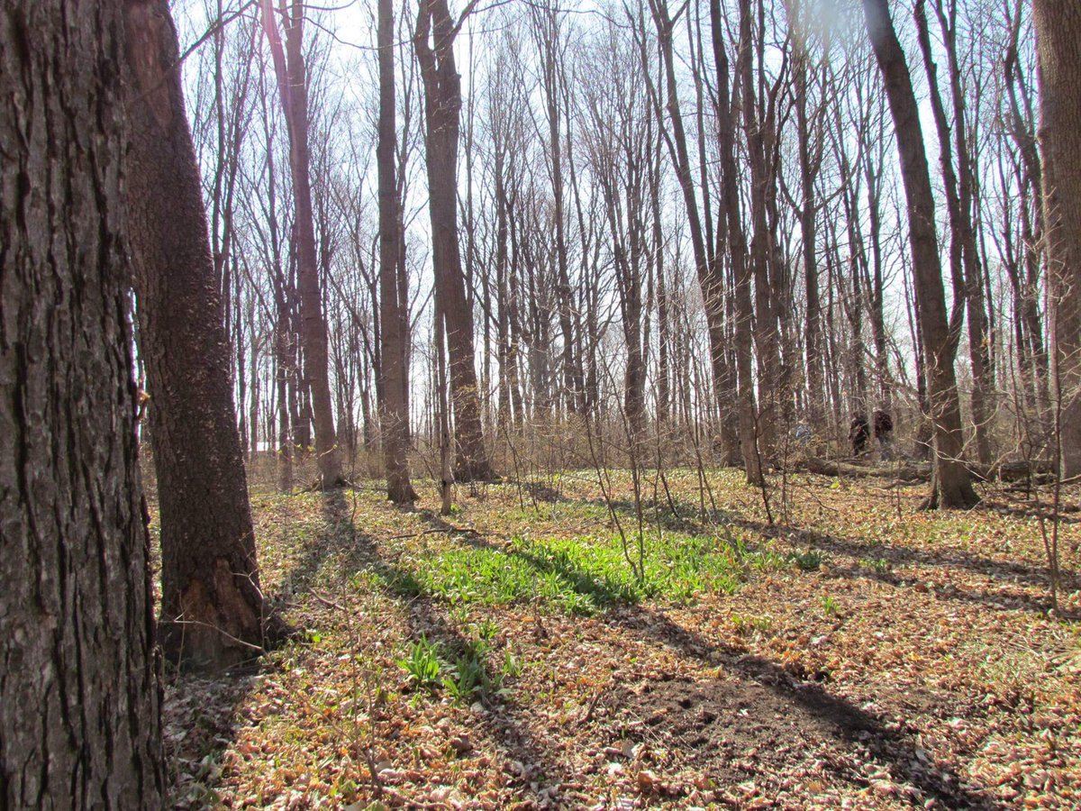 Join us for a morning walk April 20 at the O'Neil Nature Preserve (Paxton's Bush) for a guided walk by our friend Randall VanWagner from <a href="/LTVCA/">Lower Thames CA</a>. We will be meeting at 9:45AM at Mid-Wood Oxley Park (217 Oxley Dr, Chatham) and begin the walk at 10AM.