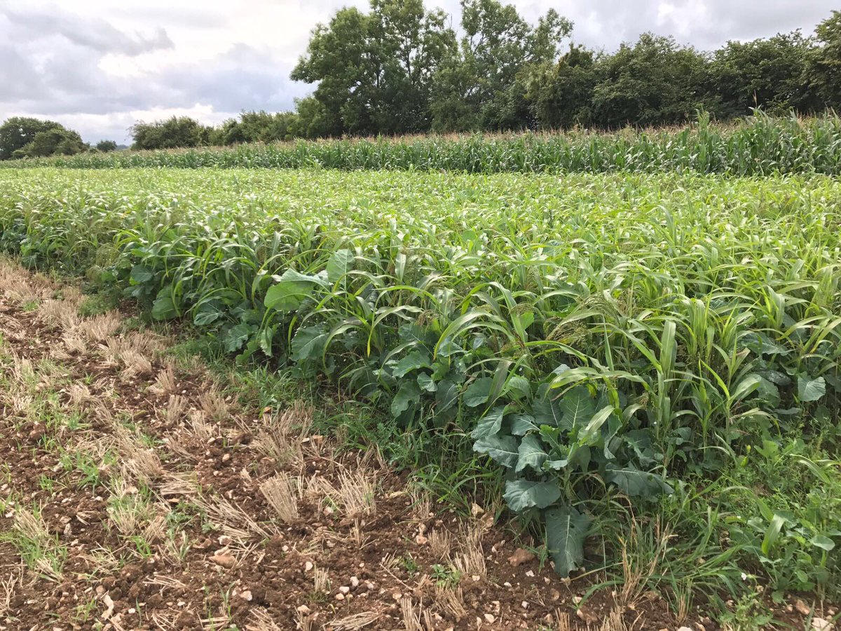 Pheasant &amp; Finch - Exclusive to Bright Seeds - has been created to benefit both game and farmland birds. 💪👍💪👍

Contact the office on 01722 744494 for more details, or message us! 

<a href="/Gameandwildlife/">The Game & Wildlife Conservation Trust</a> #Conservation #FarmlandBirds