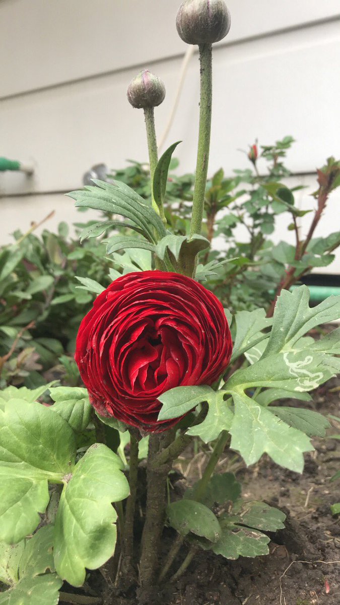 chawan07's tweet photo. https://t.co/p3PI8U0g4s