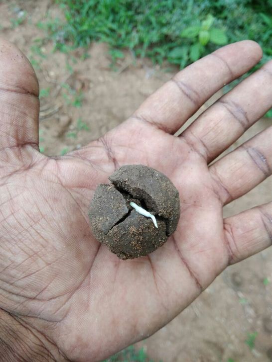 cgrindiaimpact's tweet photo. gokafaslwad-seed-balls
For more info: https://t.co/Ju8DDhuEoS
#CouncilforGreenRevolution #SeedBalls #Seed #Plantation #PlantationofTrees #Trees #Plants #SustainableDevelopment
#EnvironmentandDevelopment #EnvironmentalProtection #EnvironmentGreenRevolutioninHyderabad https://t.co/vMMafTC4fd
