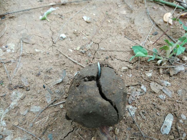 cgrindiaimpact's tweet photo. gokafaslwad-seed-balls
For more info: https://t.co/Ju8DDhuEoS
#CouncilforGreenRevolution #SeedBalls #Seed #Plantation #PlantationofTrees #Trees #Plants #SustainableDevelopment
#EnvironmentandDevelopment #EnvironmentalProtection #EnvironmentGreenRevolutioninHyderabad https://t.co/vMMafTC4fd