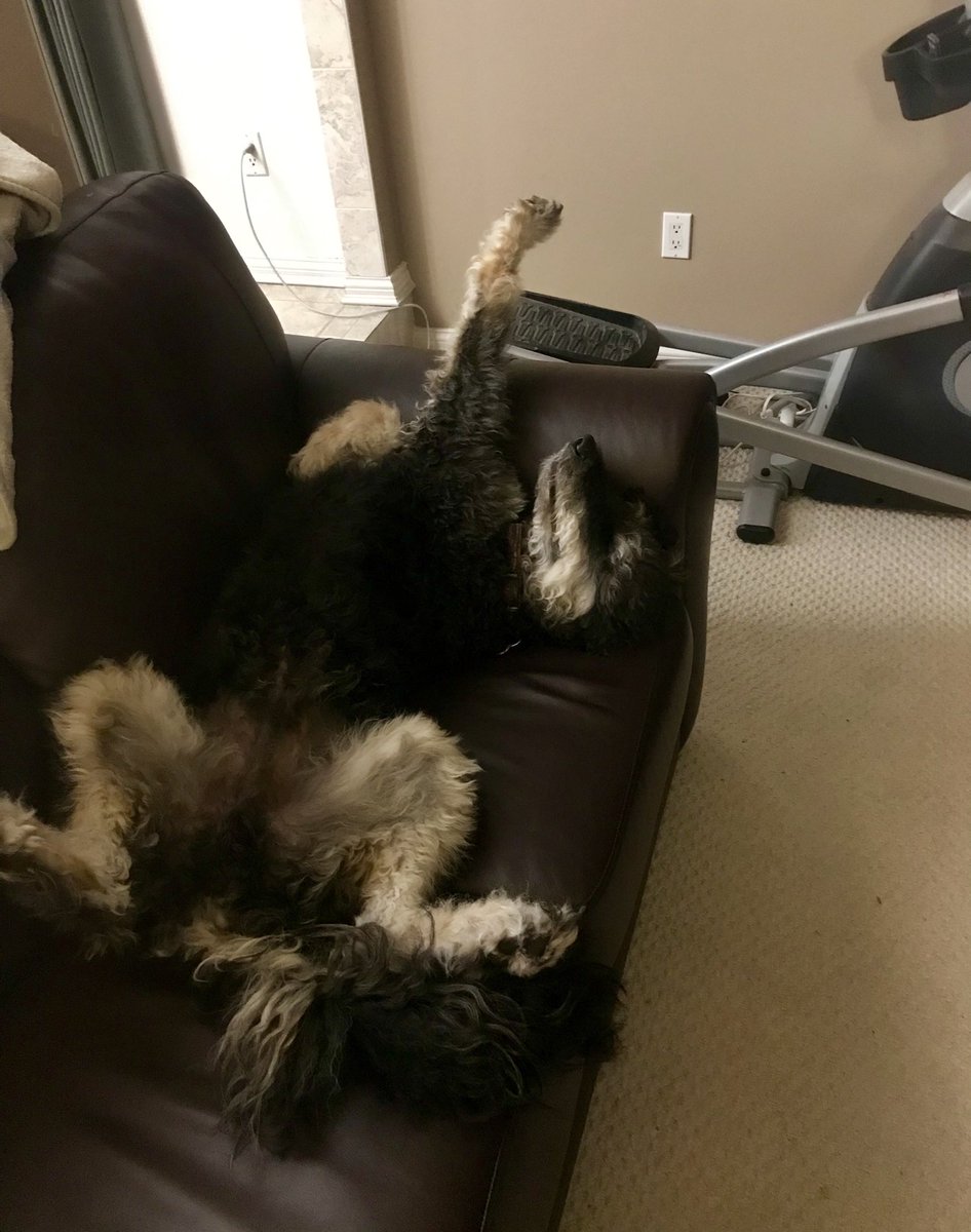 Bether4's tweet image. Groot was rubbing it in this morning that he didn’t have to go to work #Mondaysareruff #bernedoodles