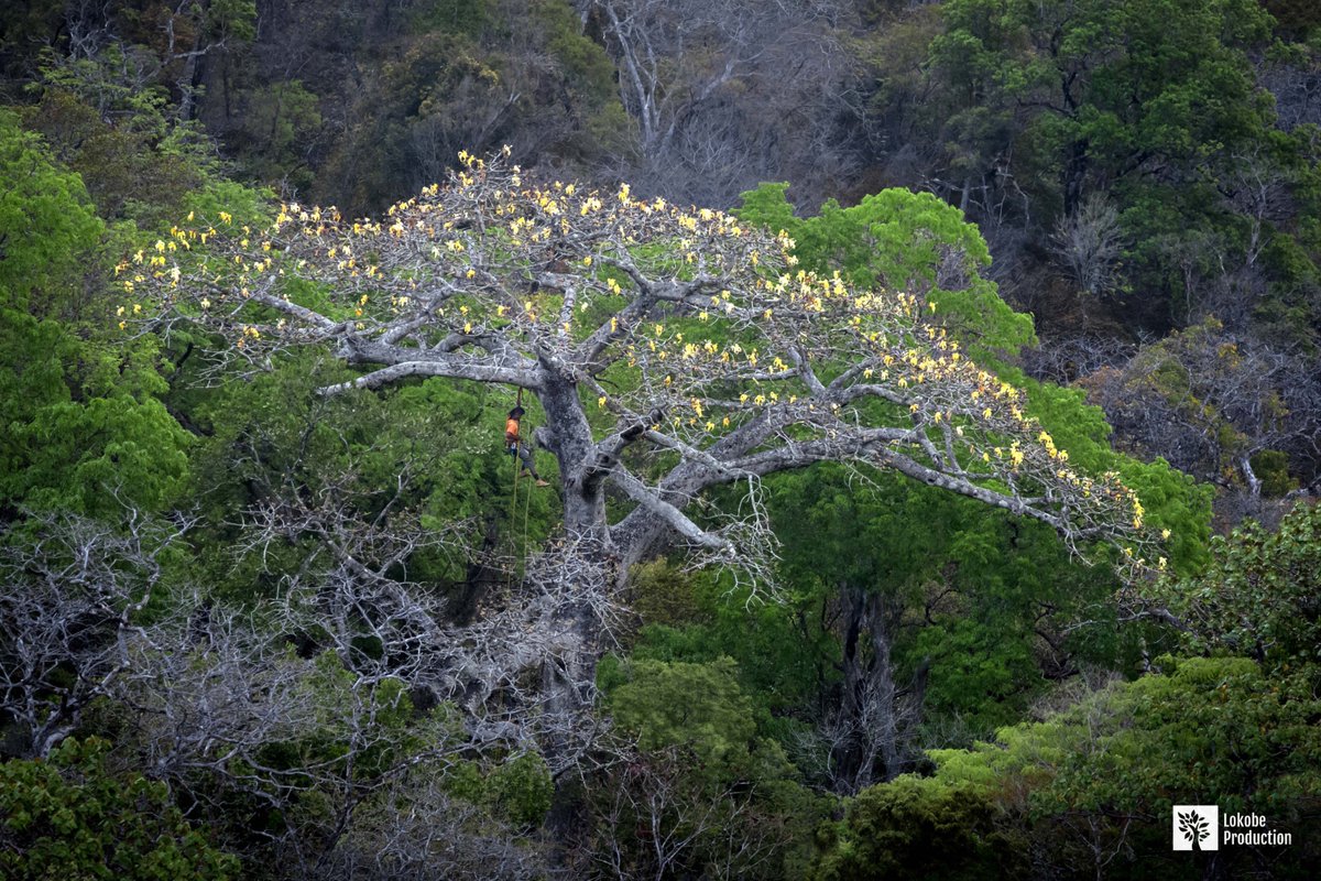 lokobe_'s tweet photo. THE WORLD'S RAREST BAOBAB SPECIES! In Nov 2018, we went to film Adansonia perrieri in the north of Madagascar. We climbed the crown to observe flowers and visitors. Only 200 baobabs of this species are currently known ! https://t.co/X41viK9LmZ