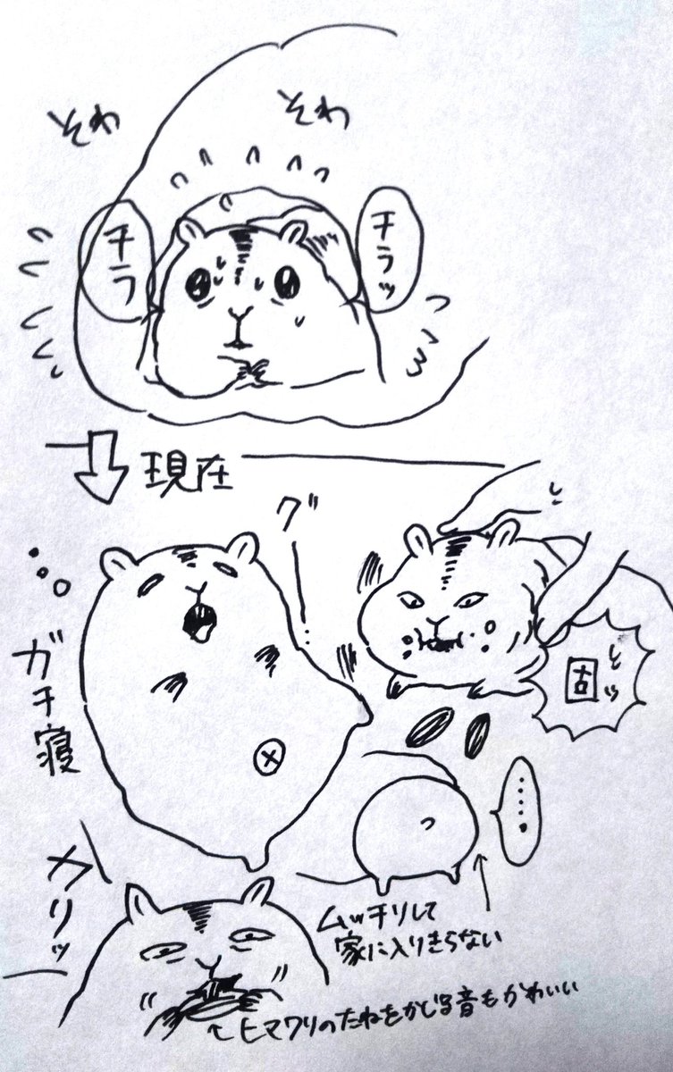 4ヶ月前は今より半分くらいのサイズでずっとソワソワしていたのに…今はなでなでしても逃げないし腹を堂々と見せグースカ寝て食べるおん様…😀 