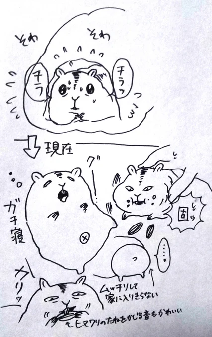 4ヶ月前は今より半分くらいのサイズでずっとソワソワしていたのに…今はなでなでしても逃げないし腹を堂々と見せグースカ寝て食べるおん様…😀 