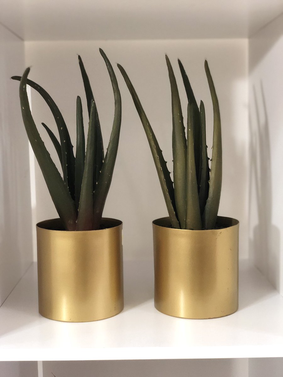 tashashome's tweet photo. Faux Aloe succulents in gold pots available now...online and in store #TashasHome #Succulents #Plants https://t.co/aQ2Paycebt