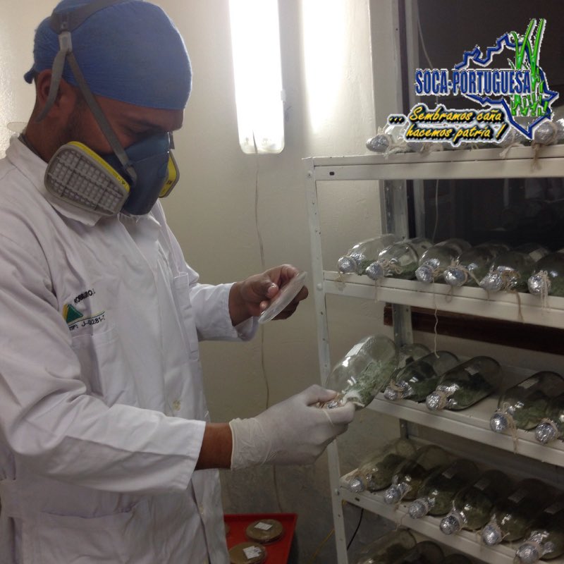 Socaportuguesa's tweet photo. En Socaportuguesa y cada una de sus filiales, todos estamos comprometidos
En #probioagro nuestros trabajadores realizan dia a dia una labor de excelencia para agregar valor a la producción de productos biológicos que aporten al cuidado y rendimiento de la caña de azúcar #15Abr https://t.co/RZOCbNI3lY