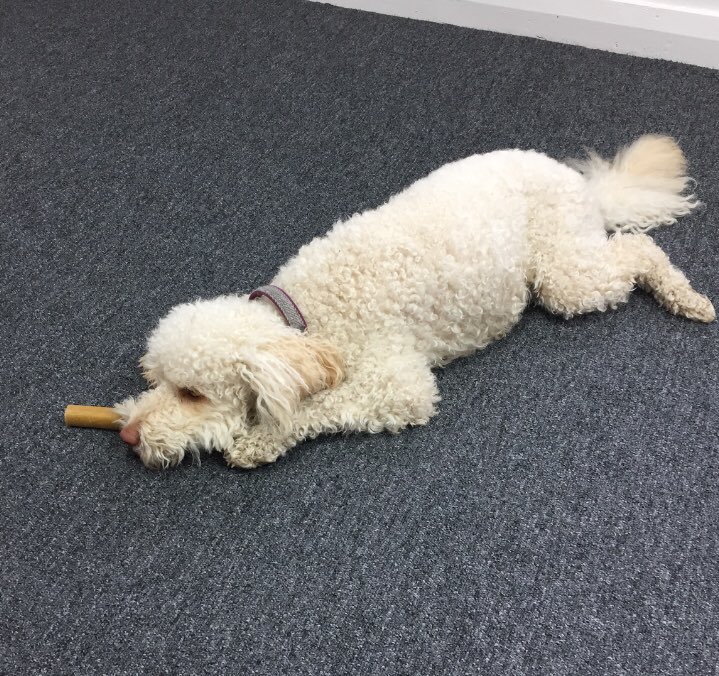 VidatecForLife's tweet image. Someone has that Monday feeling! #vidatec #officedog #Miley